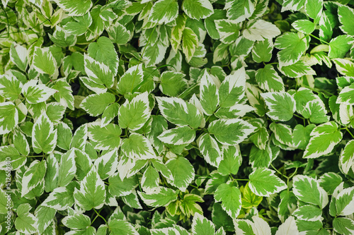 Leaves of ornamental green Aegopodium close-up in the garden. Photography of nature.