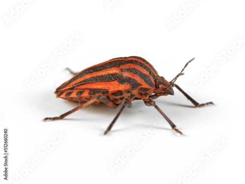 European Striped Shield Bug. Graphosoma italicum. © Macronatura.es