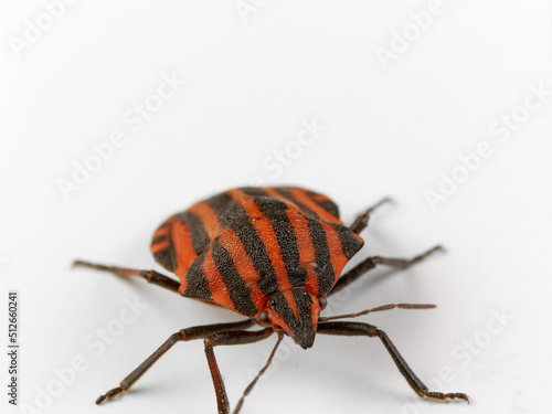 European Striped Shield Bug. Graphosoma italicum.