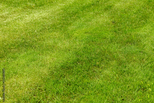 Perfectly and freshly mowed garden lawn in summer. Close-up view of green grass, natural background texture. Trimmed grass, field.