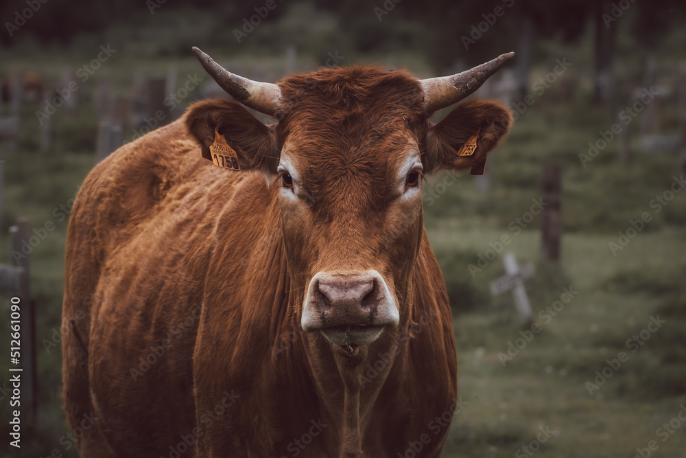 Brown cow with horns looking straight ahead with an identification sign in its ears with the number 1758 Brown cow with horns looking straight ahead with an identification sign in its ears with the number 1758