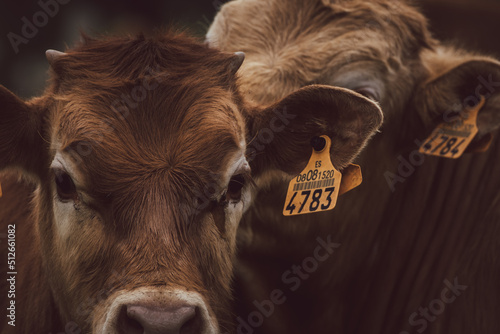 Brown calf with an identification tag in its ear with the number 4783 and a cow behind it with a tag with the number 4784
