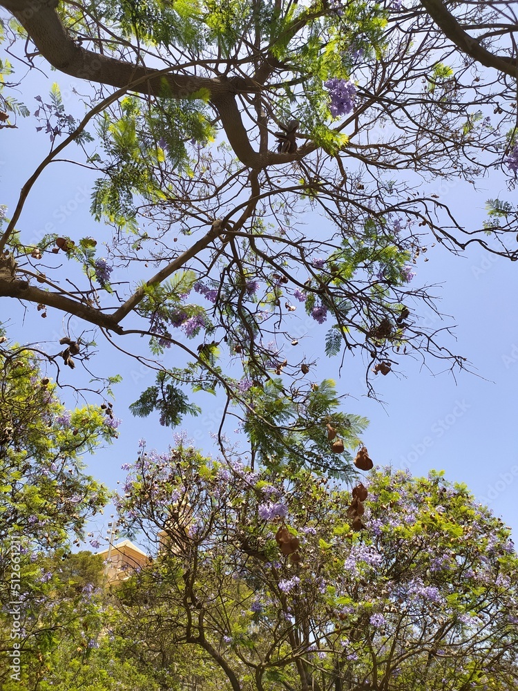 Fototapeta premium Ramas de árbol