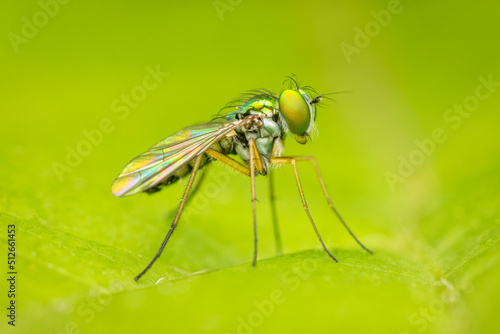 Tiny long legged fly resting on a green blurred background © Luc Pouliot