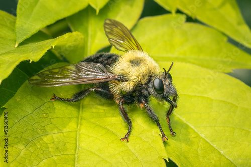Fotografie Big robber fly that looks like a bumble bee