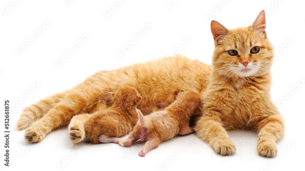 Fototapeta premium Cat with kittens.