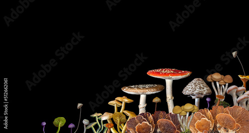 Different types of mushrooms isolated on a black background. 