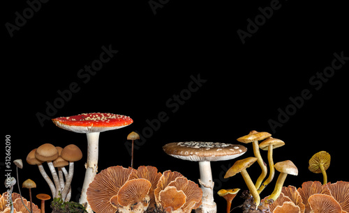 Different types of mushrooms isolated on a black background.  photo