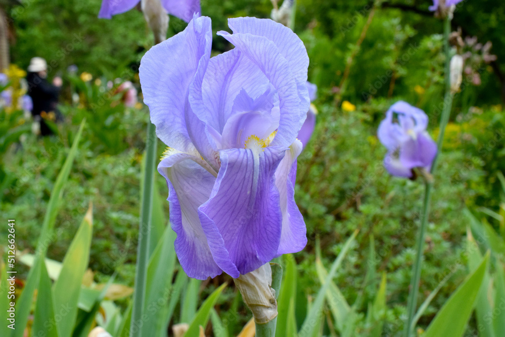 Bearded Iris Profile
