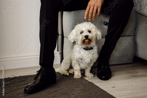 Wallpaper Mural vwhite poodle puppy Torontodigital.ca