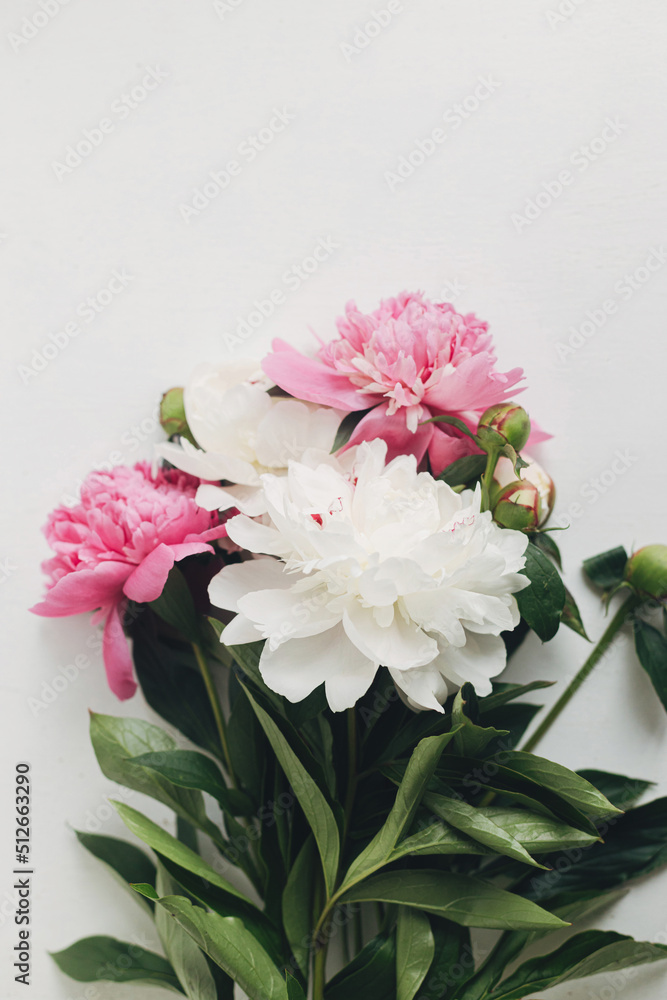 Beautiful peonies flat lay on rustic white wood, space for text. Stylish floral greeting card template. Fresh pink and white peony flowers border, moody vertical postcard