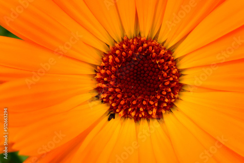 Orange Daisy Mandala