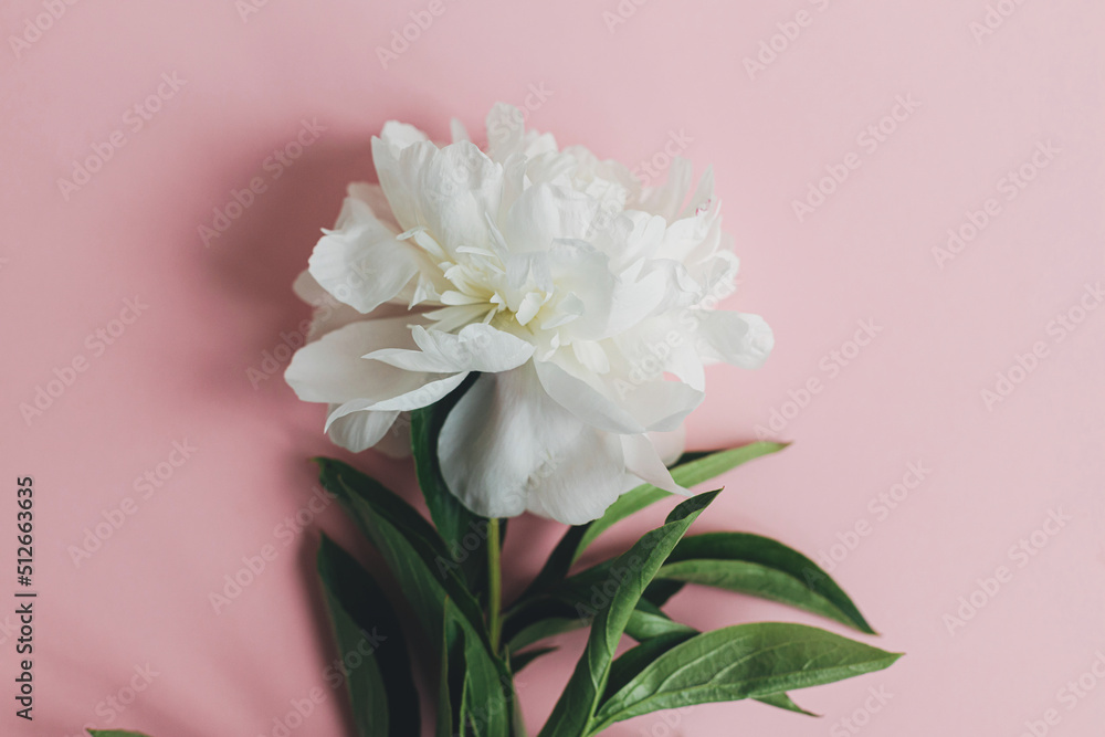 Modern peony composition on pastel pink paper, flat lay. Creative floral image, stylish greeting card. Fresh white peony flower top view, space for text