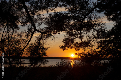 Pine with cones on the background of a sunset on the lake