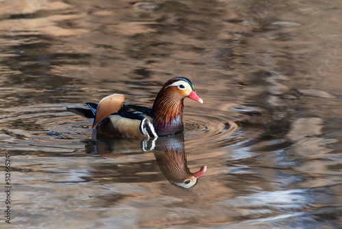 Colorful Male Mandarin Duck Aix galericulata,  on water in Wichita ,Kansas.