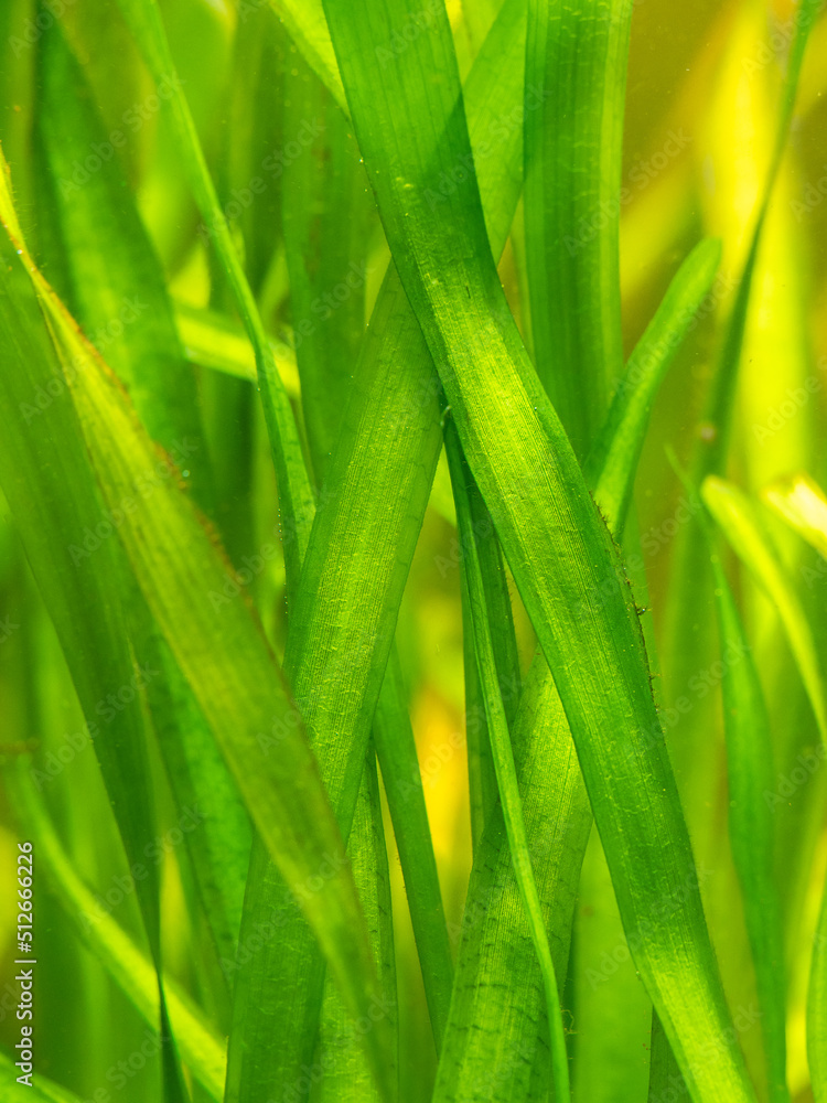 detail of a Vallisneria gigantea freshwater aquatic plants in a fish tank with blurred background - selective focus detail of a Vallisneria gigantea freshwater aquatic plants in a fish tank with blurred background - selective focus