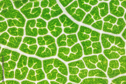 Macro chestnut leaf. Close up view of green leaf and veins. Microscopic world