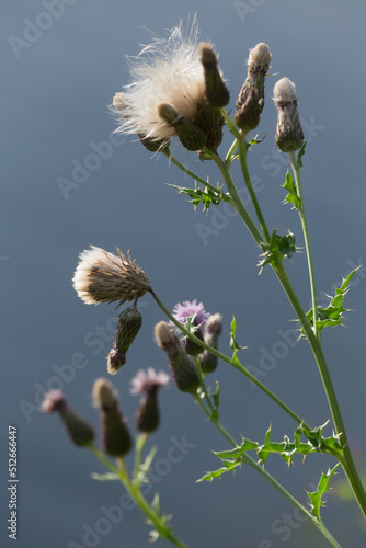 Creeping Thistle with lilac florets and spiky leaves is bathed in late afternoon warm light against a light grey background. © Mark
