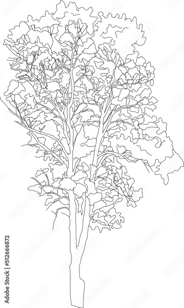 Tall vector tree sketch.
Single vegetation clipart. 