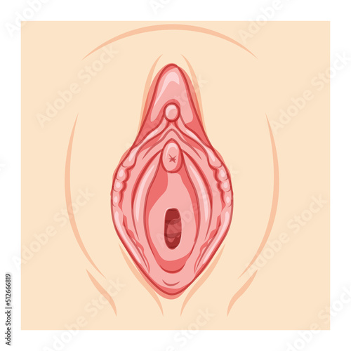 Surface anatomy of the women perineum. Human anatomy externtal organs location scheme Labium majus, minus, uretral, Vaginal opening, clitoris. Vector medical illustration flat concept isolated photo