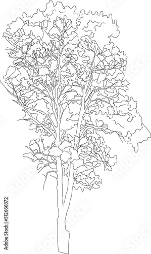Tall vector tree sketch.
Single vegetation clipart. 