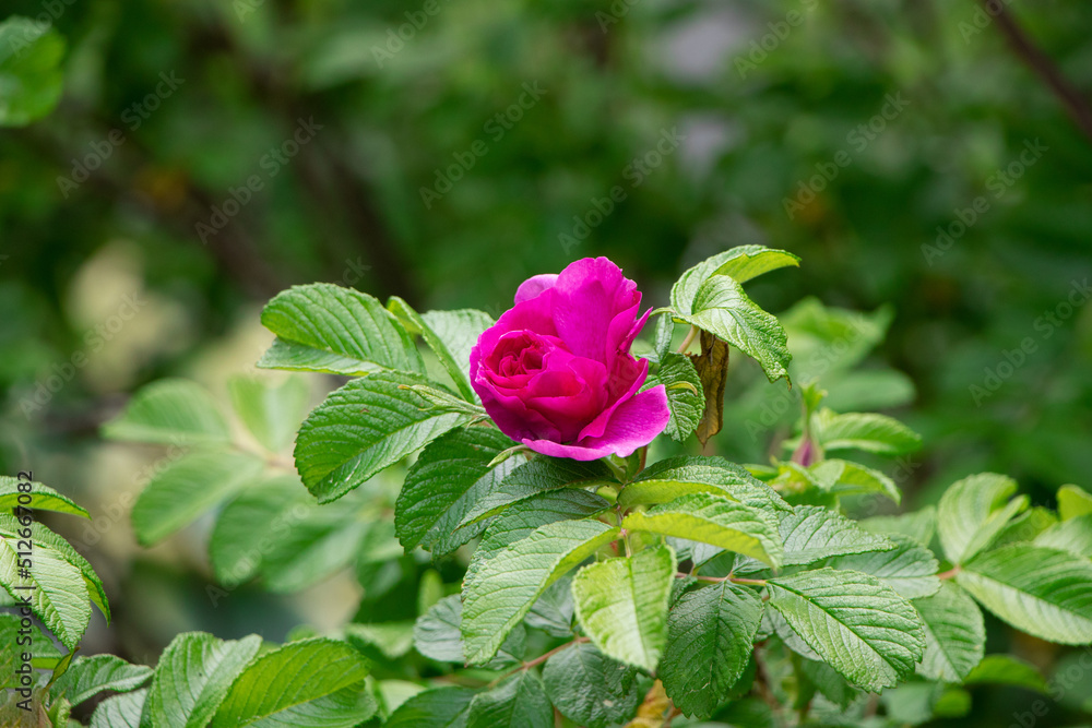Blooming Rose rugosa. Rose in the garden. Pink rosa rugosa in summer time - obrazy, fototapety, plakaty 
