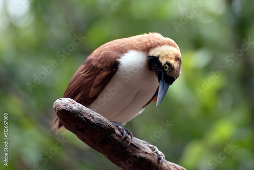 Cendrawasih bird perched on a tree branch