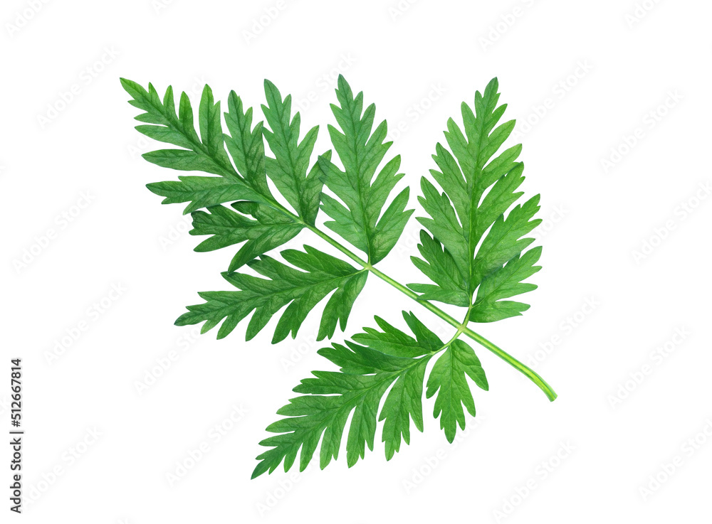 Green Leaves On White Green Leaves On White