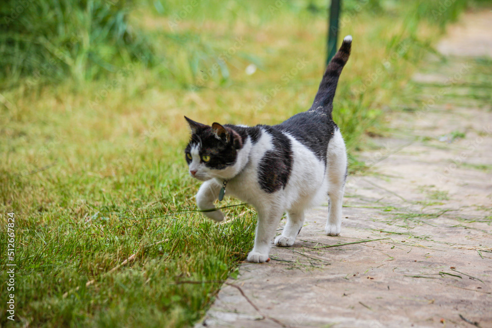 black and white cat importantly walks along the path black and white cat importantly walks along the path