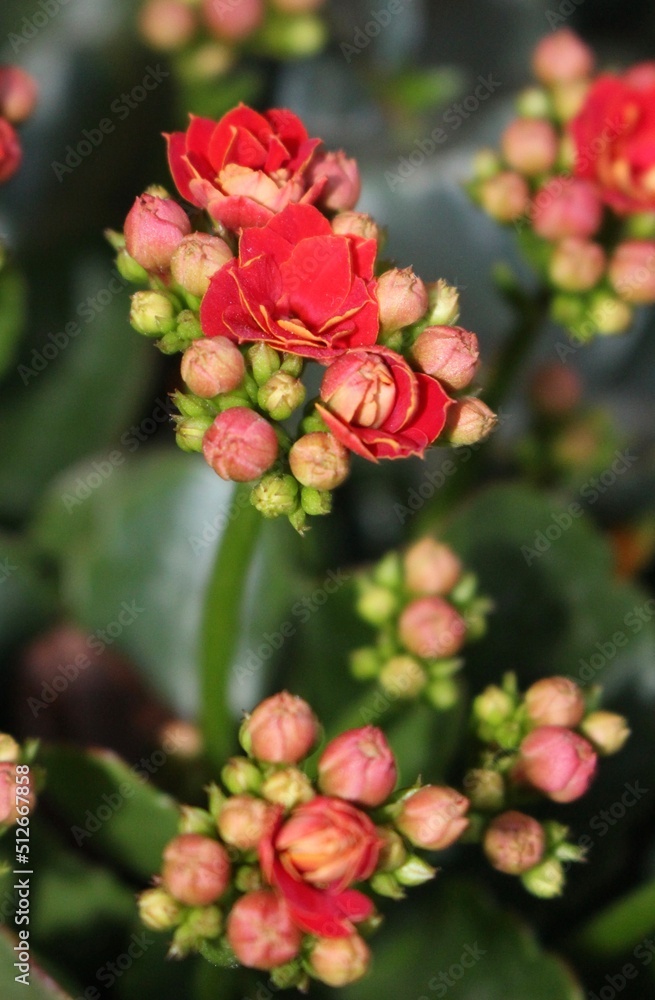 Flowers in Bloom Flowers in Bloom