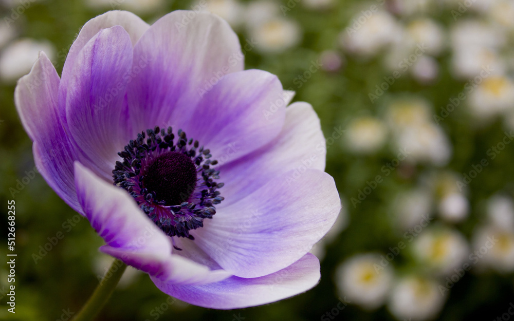 flower in the garden flower in the garden