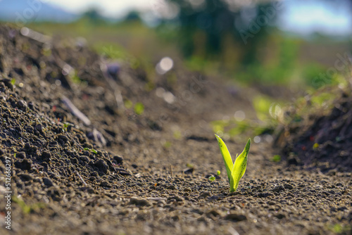 Φωτογραφία Young green sprout of corn germinating from fertile soil