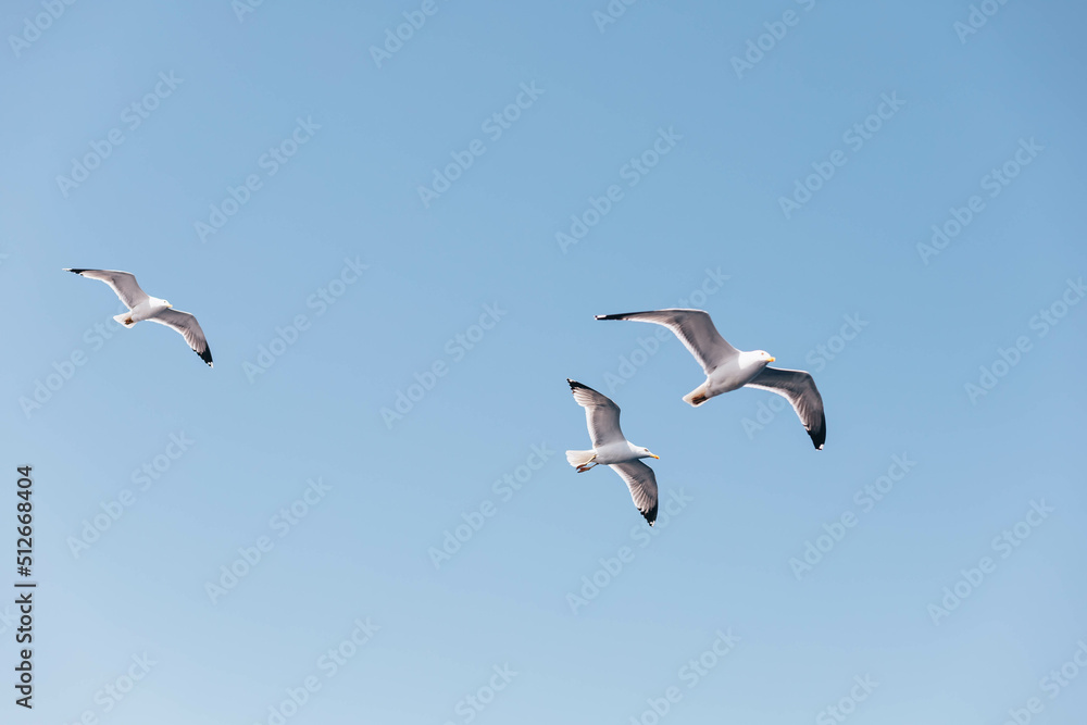 Common sea gulls flock flying In Greece Common sea gulls flock flying In Greece