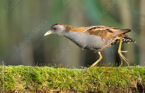 Little crake bird ( Porzana parva ) photo