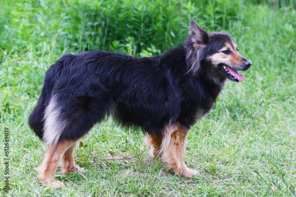 fluffy black dog closeup photo on green grass background fluffy black dog closeup photo on green grass background