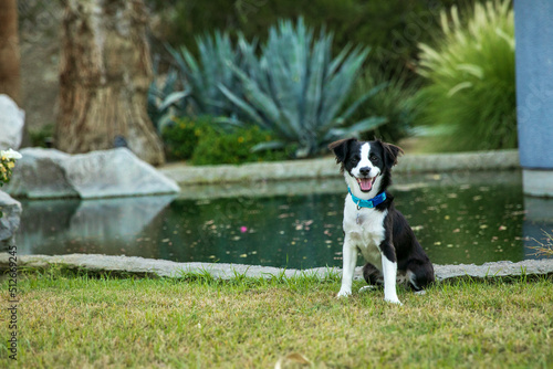 border collie puppy at the park