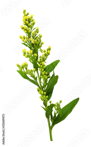 Small sprig of goldenrod  Solidago  flowers and buds with green leaves isolated