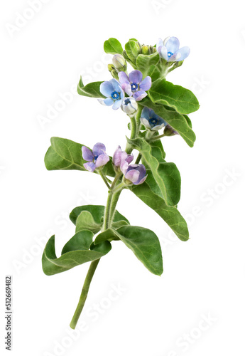 Twig of blue and purple flo...