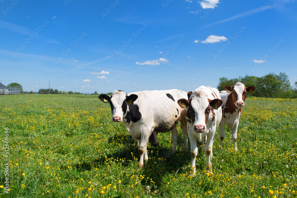 Cows in typical Dutch landscape