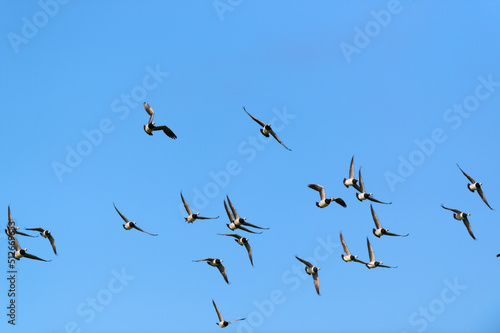 Flying geese in blue sky