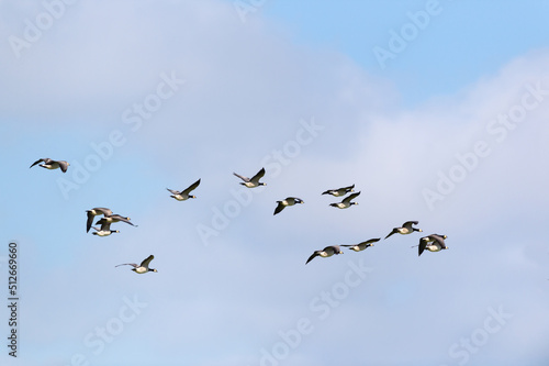 Flying geese in blue sky © Ivonne Wierink