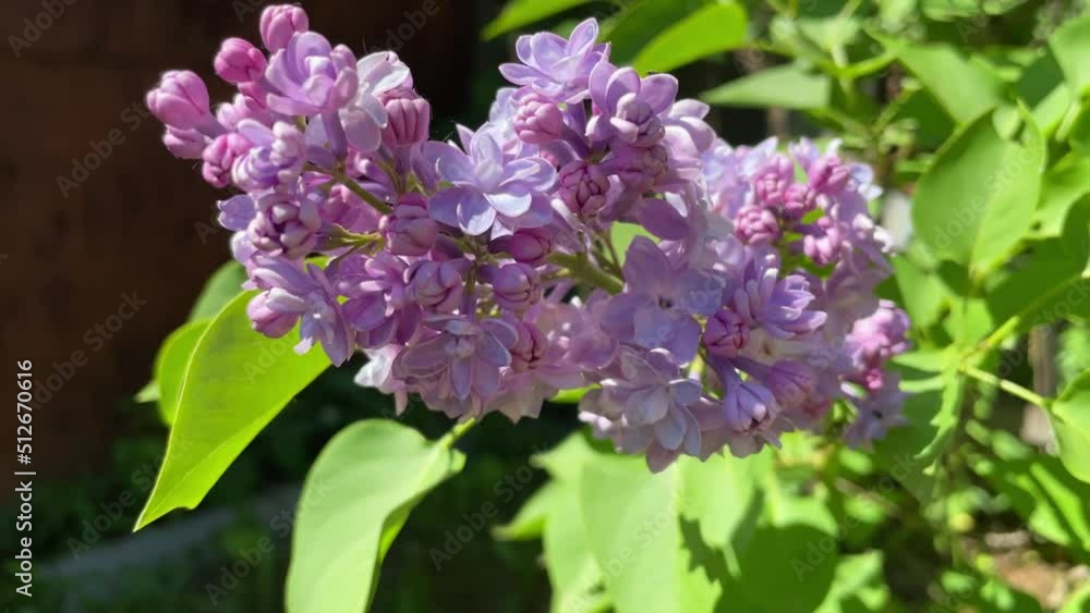 flowering branches of lilac shrubs sway in the wind in spring. High quality FullHD footage