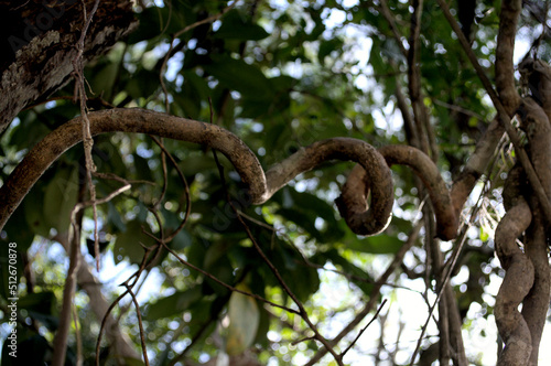 Vine and tree in detail