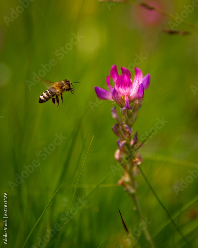 bee on a flower in mountains © Martin Moutayrek ©