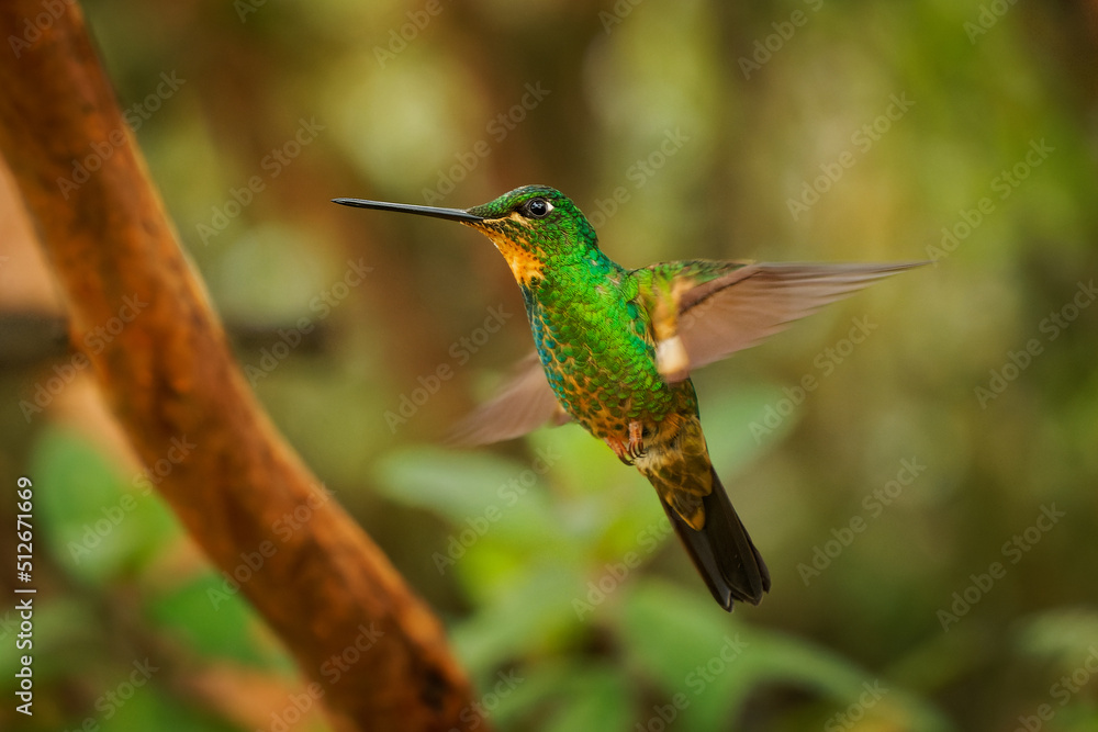 Buff-winged Starfrontlet - Coeligena lutetiae hummingbird in the brilliants, tribe Heliantheini in subfamily Lesbiinae, found in Colombia, Ecuador and Peru, flying bird on green Buff-winged Starfrontlet - Coeligena lutetiae hummingbird in the brilliants, tribe Heliantheini in subfamily Lesbiinae, found in Colombia, Ecuador and Peru, flying bird on green