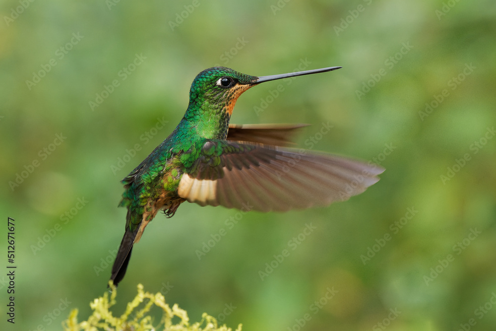 Fototapeta premium Buff-winged Starfrontlet - Coeligena lutetiae hummingbird in the brilliants, tribe Heliantheini in subfamily Lesbiinae, found in Colombia, Ecuador and Peru, flying bird on green