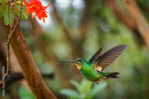 Buff-winged Starfrontlet - Coeligena lutetiae  hummingbird in the brilliants, tribe Heliantheini in subfamily Lesbiinae, found in Colombia, Ecuador and Peru, flying bird on green photo