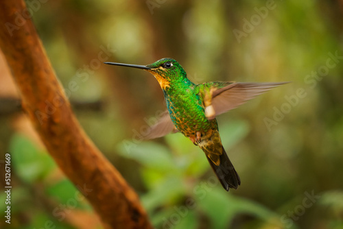 Buff-winged Starfrontlet - Coeligena lutetiae hummingbird in the brilliants, tribe Heliantheini in subfamily Lesbiinae, found in Colombia, Ecuador and Peru, flying bird on green