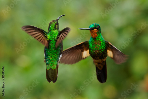 Buff-winged Starfrontlet - Coeligena lutetiae  hummingbird in the brilliants, tribe Heliantheini in subfamily Lesbiinae, found in Colombia, Ecuador and Peru, two flying birds on green background photo