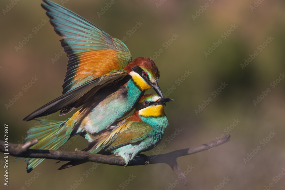 love in beautiful colored birds